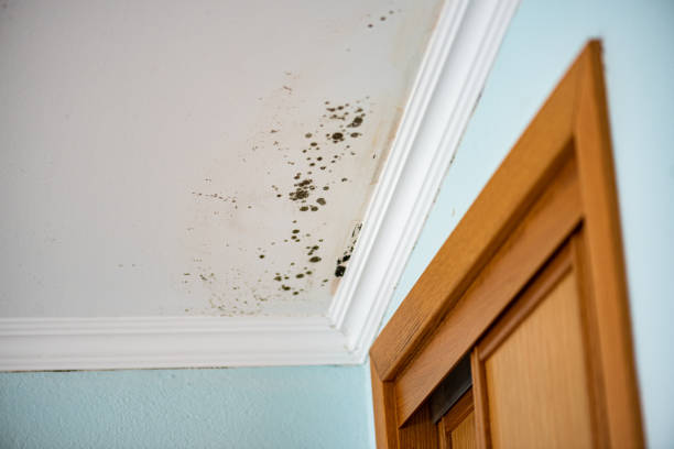 Best Residential Mold Removal  in Schofield, WI