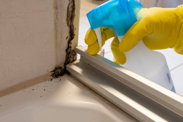 Best Fast Mold Removal  in Schofield, WI