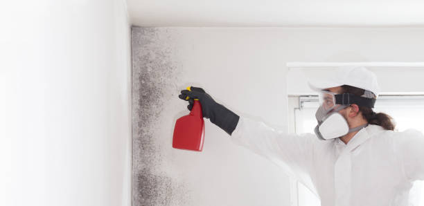 Office Mold Removal Services in Schofield, WI