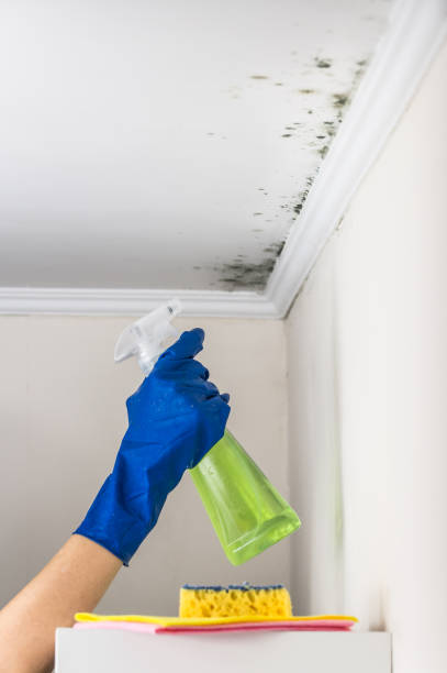 Best Commercial Mold Removal  in Schofield, WI